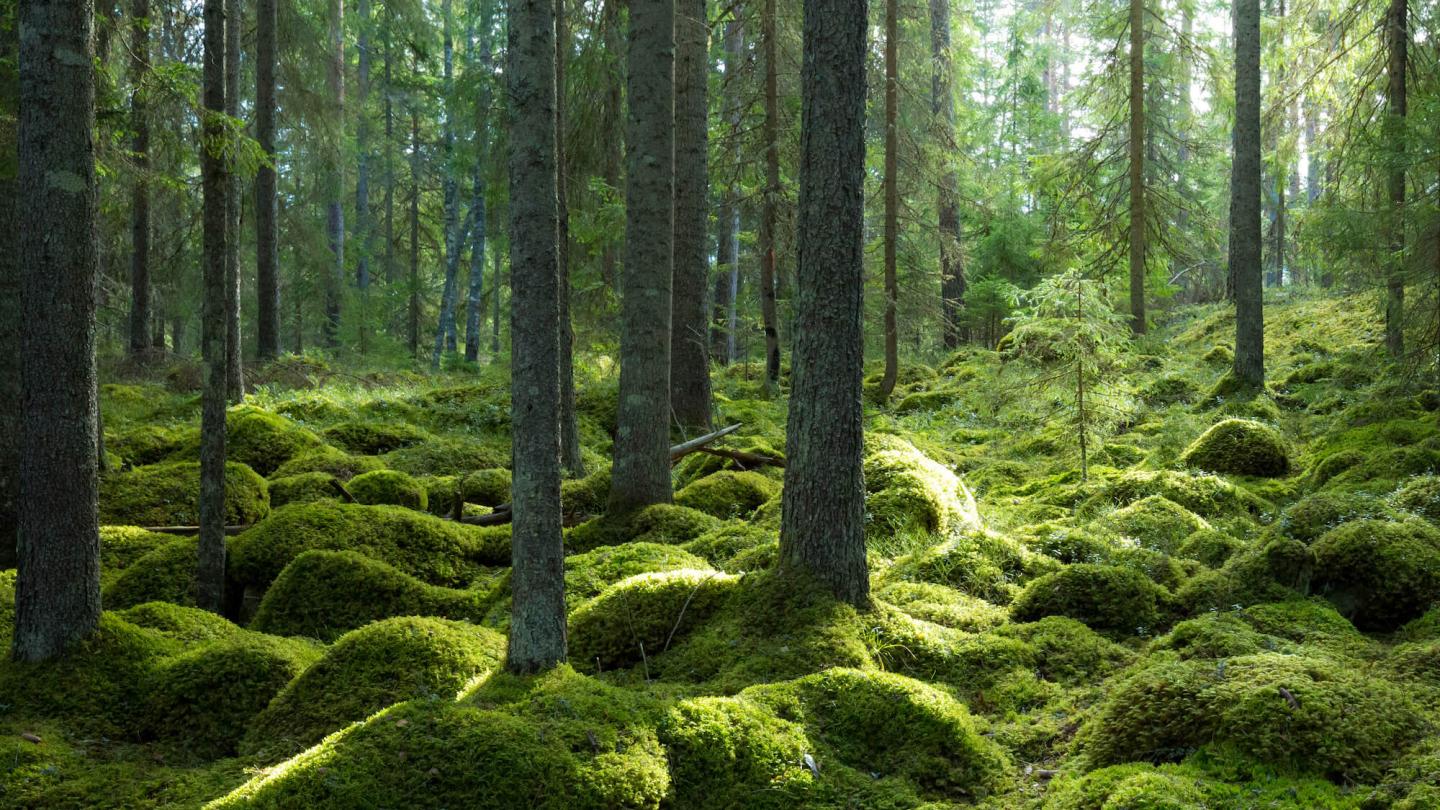 Trollskog, grön härlig mossa på stenar i den djupa gröna skogen