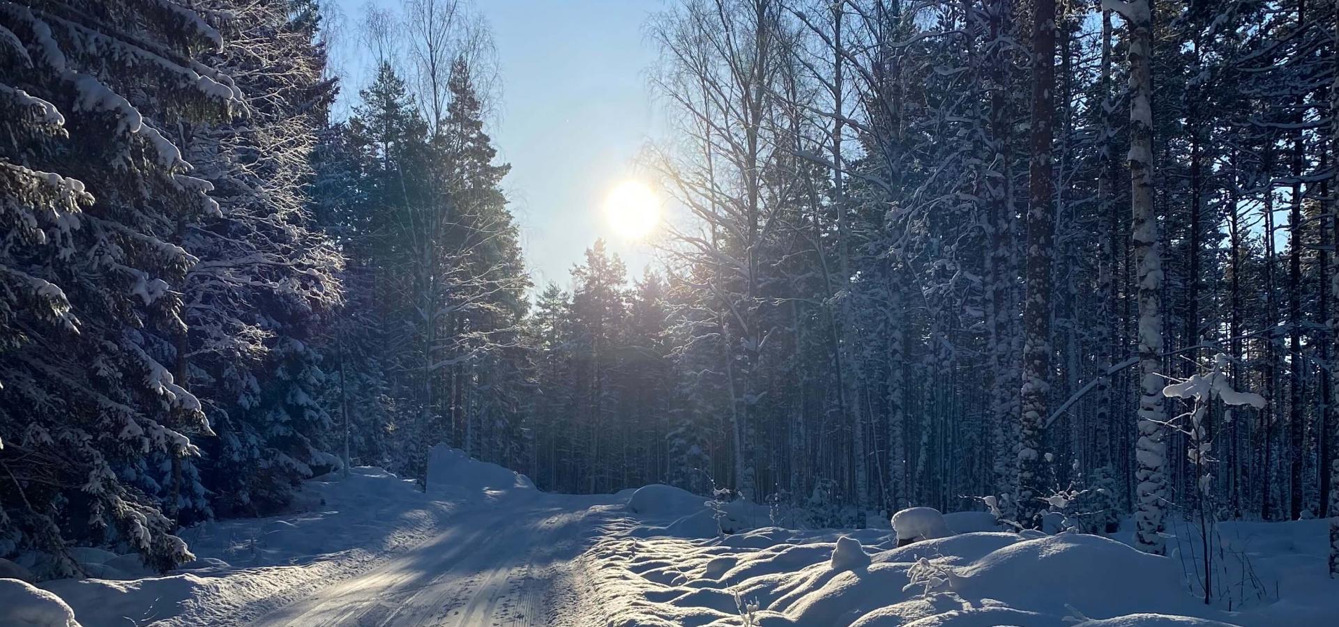 Längdspår i skogen en solig dag - Foto Visit Gävle