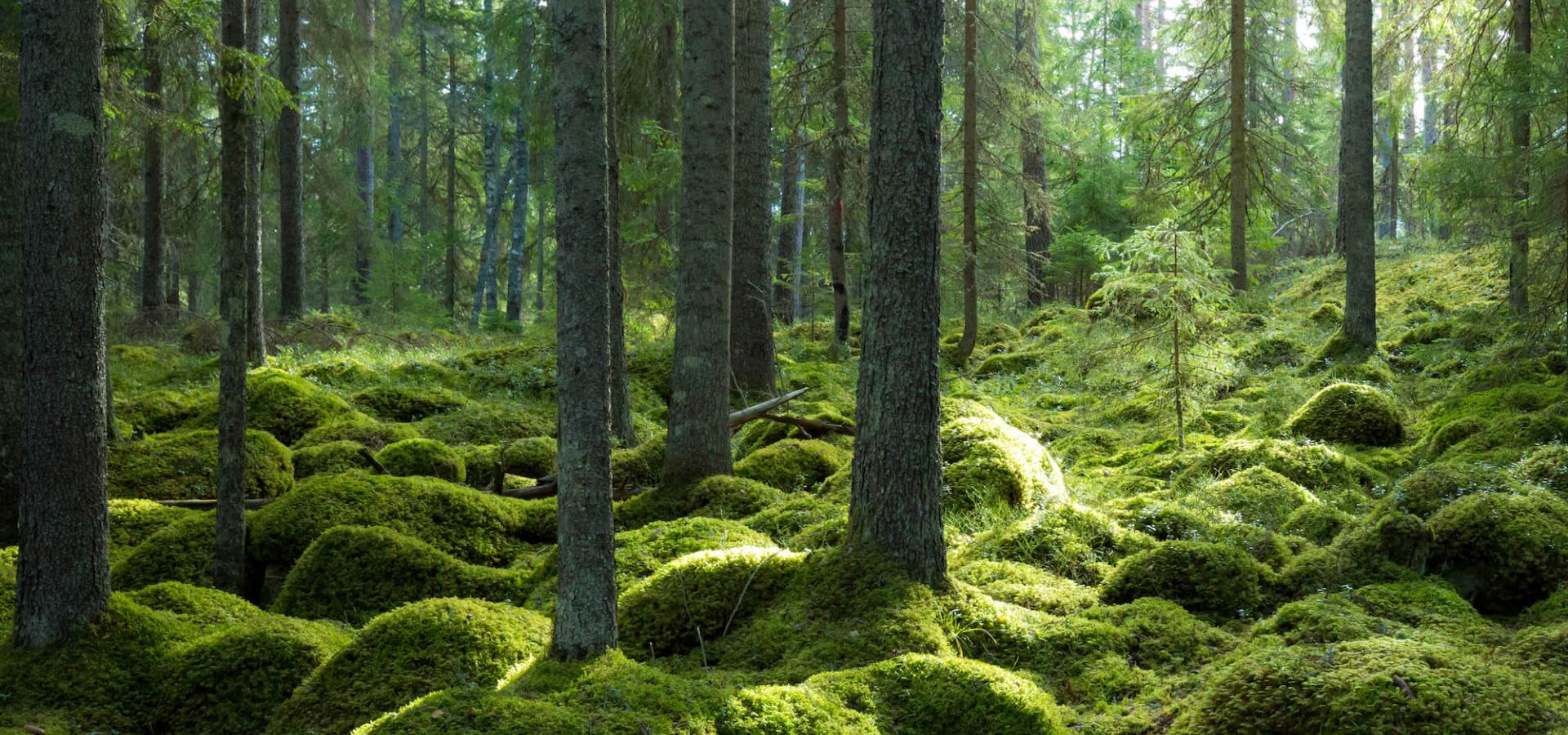 Trollskog, grön härlig mossa på stenar i den djupa gröna skogen