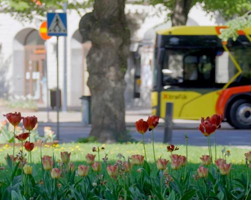 Tulpaner framför buss i centrala Gävle. Foto: Vy buss.