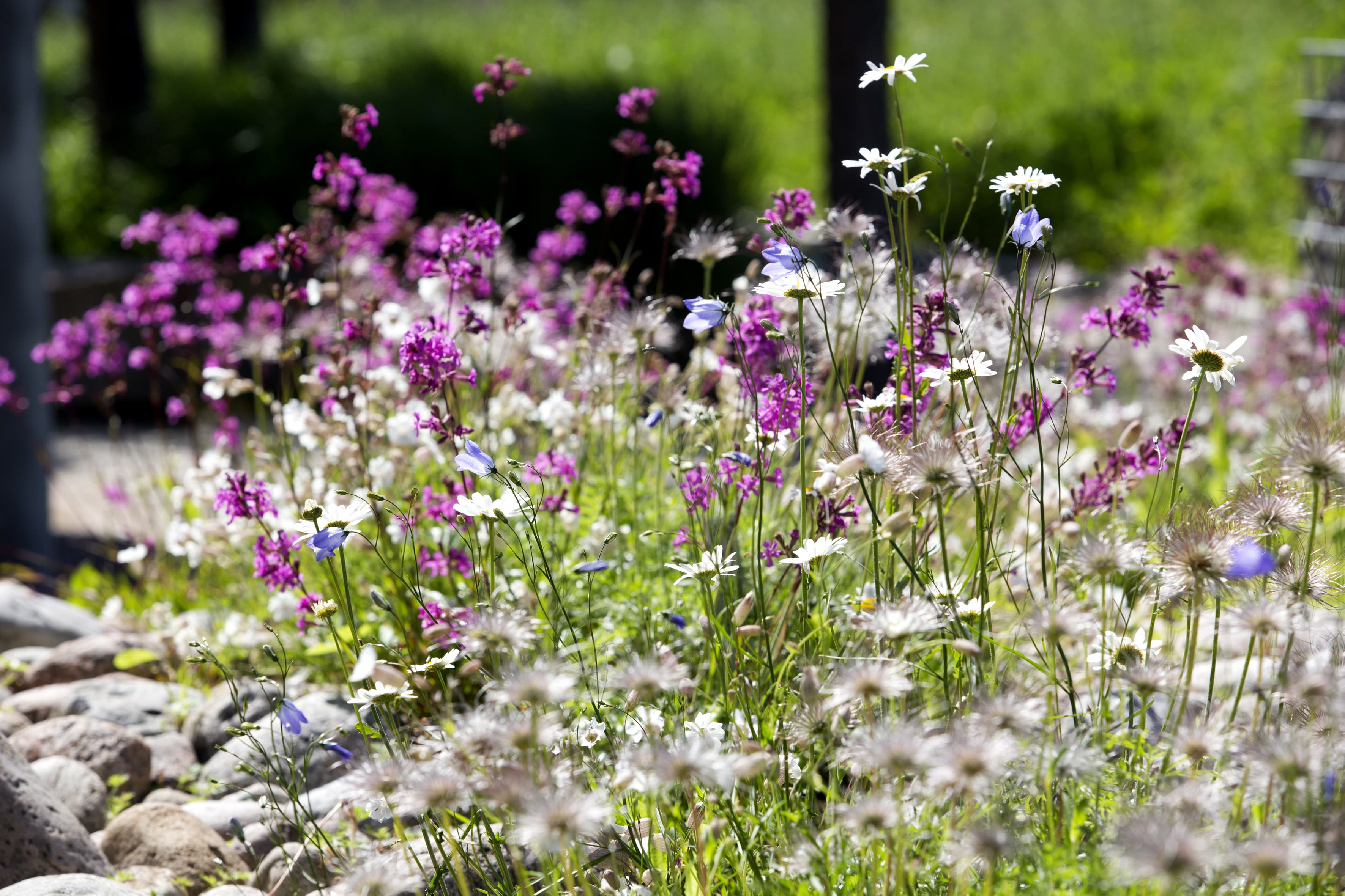 Sommarblommor på Wij Trädgårdar.