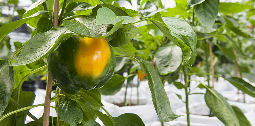 Paprika i ett växthus