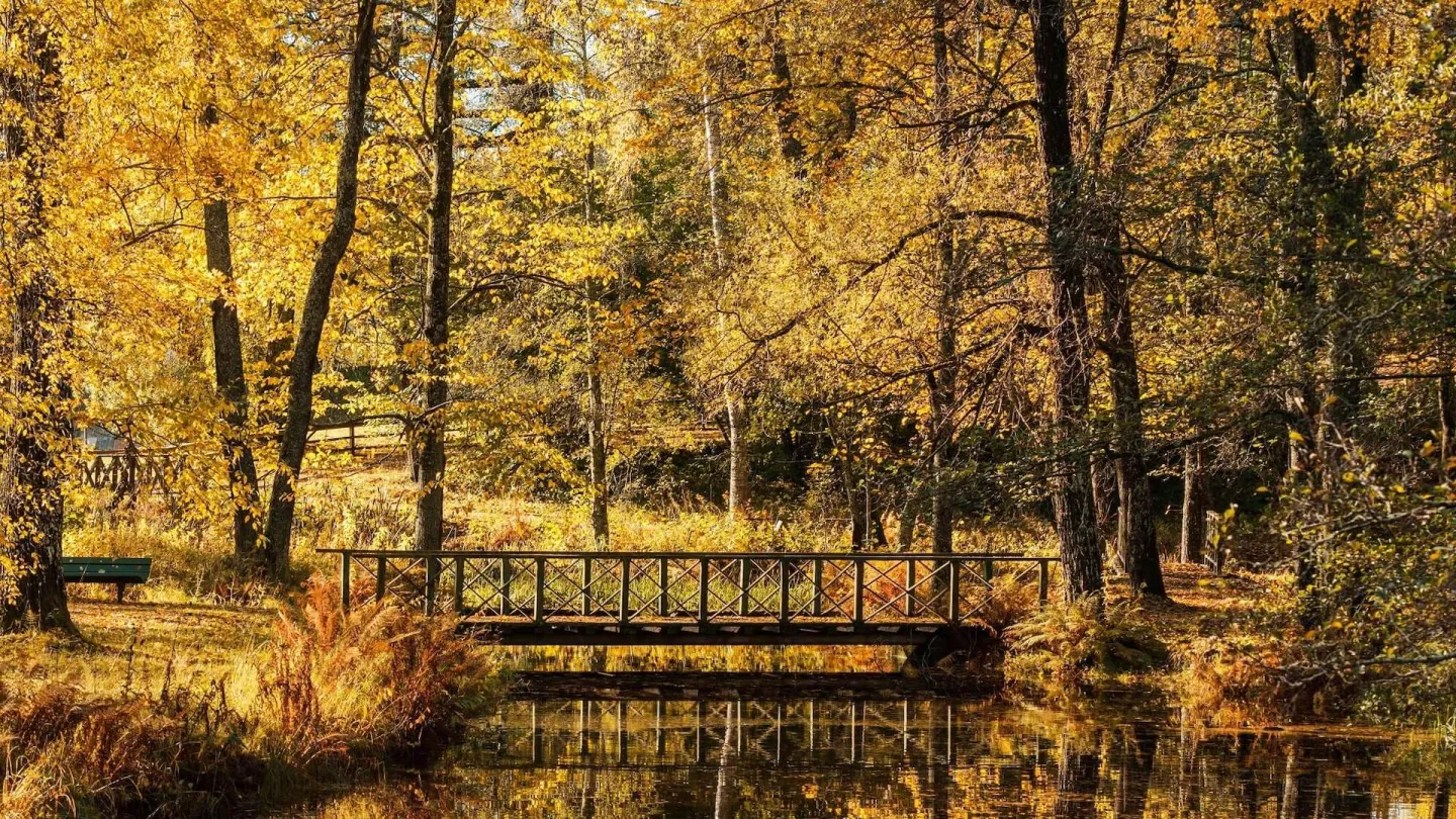 Skog i höstfärger en fin dag med en liten bro över ett vattendrag