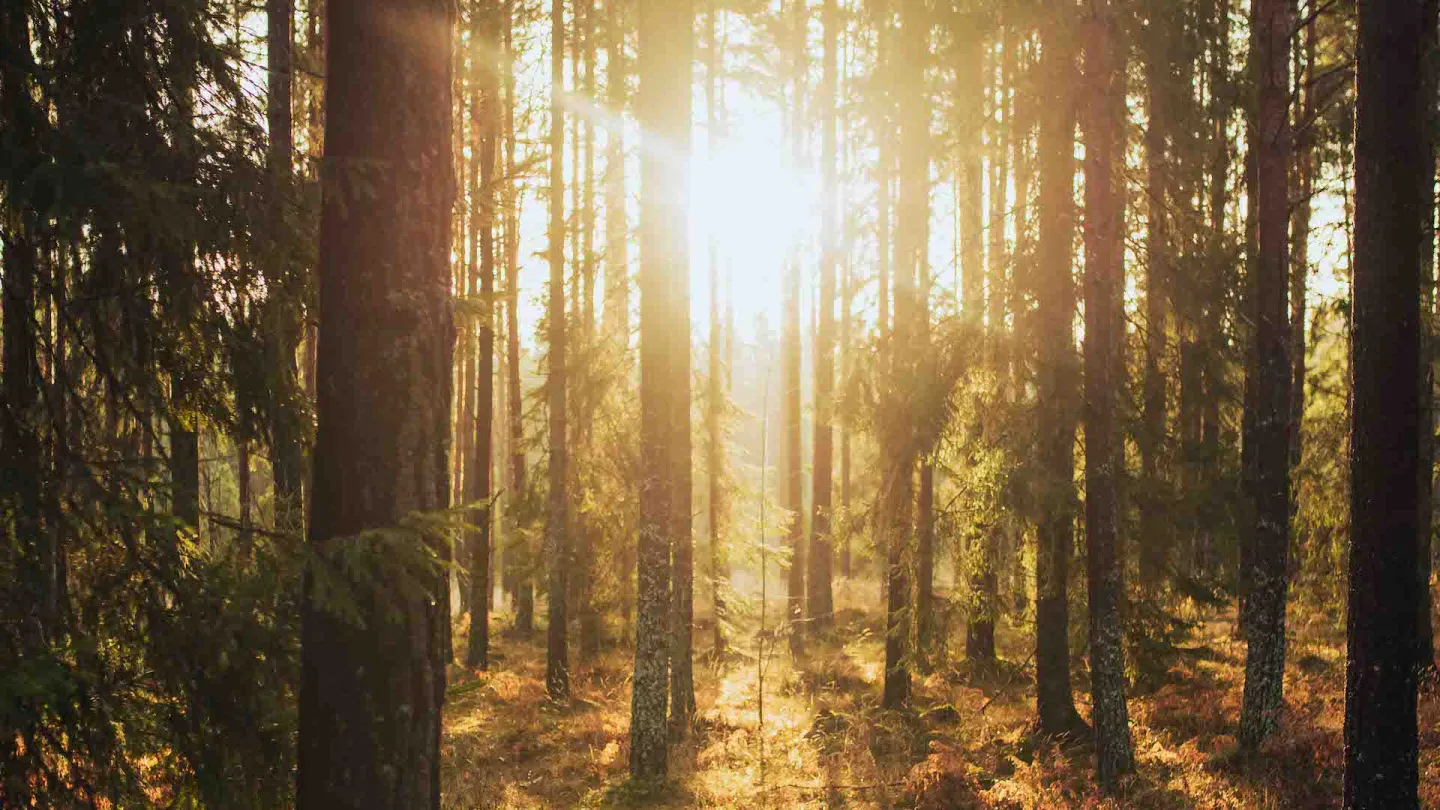 Djup skog i motljus