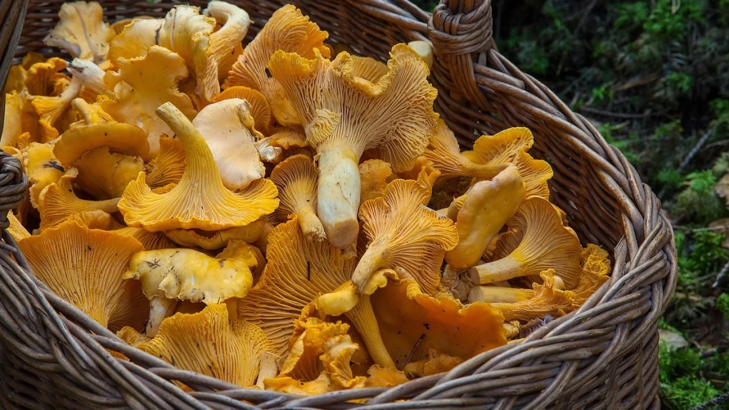 Gula kantareller i en korg
