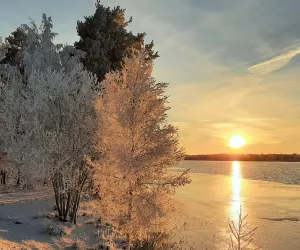 2. Februari red - Foto Visit Hedesunda Vinterlandskap med träd vit vattnet och sol i motljus
