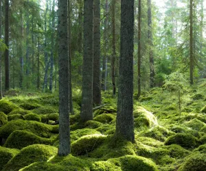 Trollskogen i Tinäset - Foto SusanneSköldås Grön härlig trollskog med mossa och träd