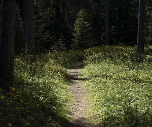 Forest path on Limön Island, Gävle. Forest path on Limön Island, Gävle.