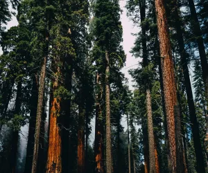 Trees