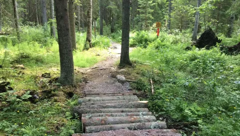 Biking stig genom skogen