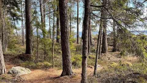 Stig genom barrskog med utsikt mot havet