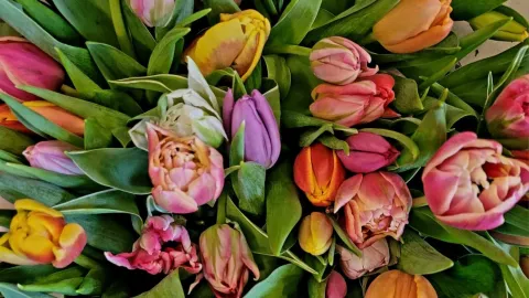 En bukett tulpaner