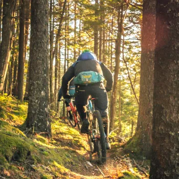 MTB arena i form av en skogsstig med en cyklist på