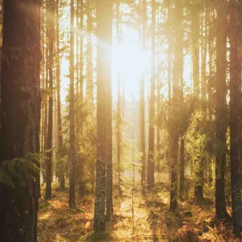 Trädstammar i motljus