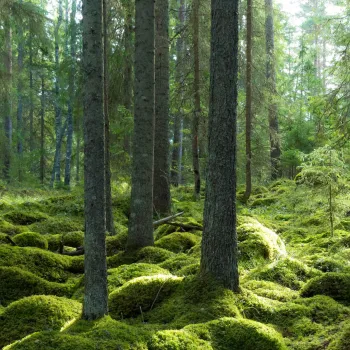 Trollskog, grön härlig mossa på stenar i den djupa gröna skogen